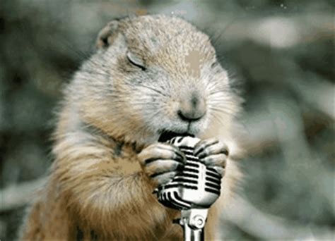 GIF groundhog groundhog day animals - animated GIF on GIFER