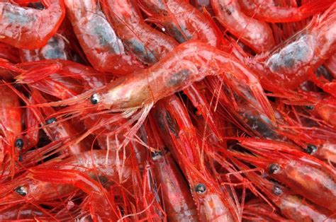 Gulf of Maine northern shrimp fishery may face new restrictions amid declining stock, closures ...