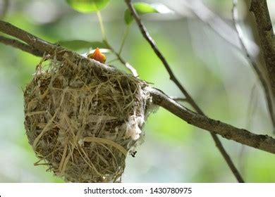 121 Warbling vireo Images, Stock Photos & Vectors | Shutterstock