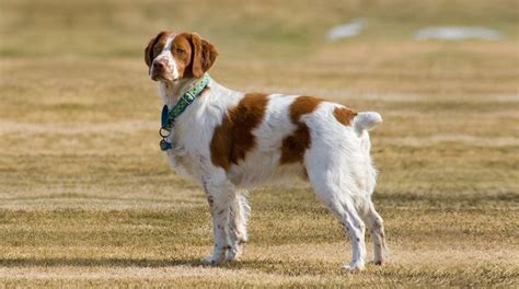 Dog Tail Docking Procedure (Step-by-Step) - DogCrunch