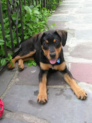 German Shepherd Puppies Doberman - Pets Lovers