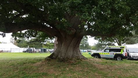 Monumental trees at Broadlands in Romsey, England, United Kingdom