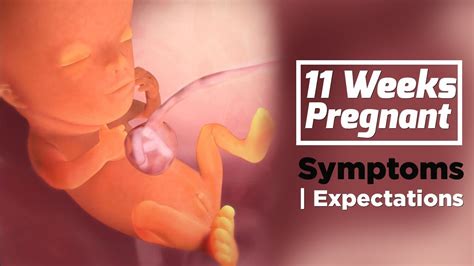 11 Weeks Pregnant | Pregnancy Week By Week Symptoms | The Voice Of Woman - YouTube