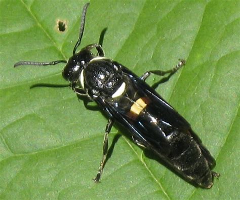 Images For > Giant Black Wasp