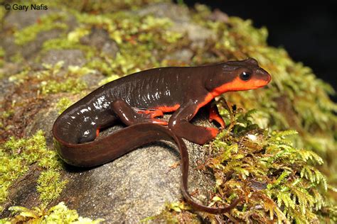 Identifying Species of Pacific Newts - Genus Taricha