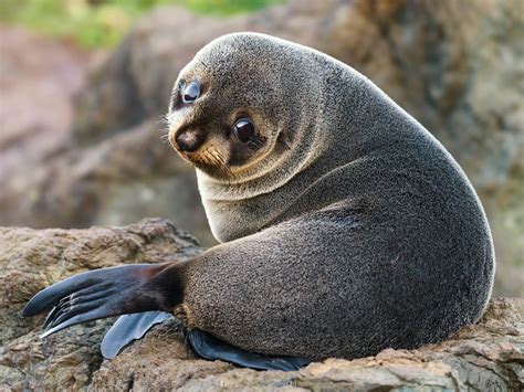 PsBattle: Baby Seal : r/photoshopbattles