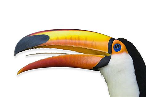 Toucan On White Background Animated Creature Path Vector, Animated, Creature, Path PNG and ...