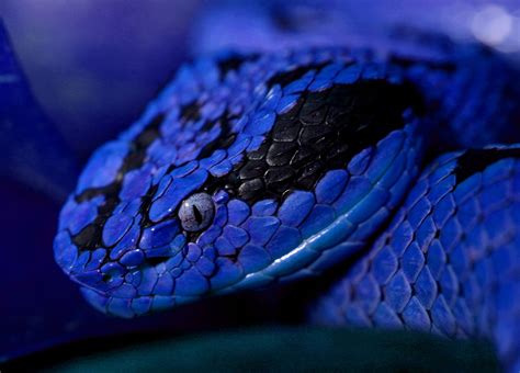 Blue and black snake digital wallpaper HD wallpaper | Wallpaper Flare