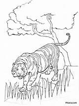 Wild Animals Coloring Pages  Pitara Kids Network sketch template