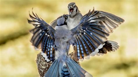 Blue Jay Bird Flying