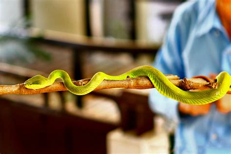 The Bangkok Snake Farm - Queen Saovabha Memorial Institute in Silom – Go Guides