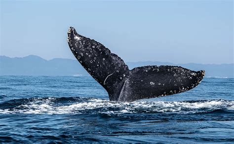 Whale Watching | Tailored Tours