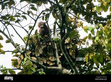 Orangutan nest hi-res stock photography and images - Alamy