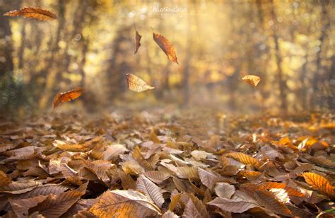 fall, Nature, Leaves, Depth of field, Wind, Forest Wallpapers HD / Desktop and Mobile Backgrounds