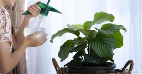 Calathea Watering: How To Water and Why The Type Of Water Matters