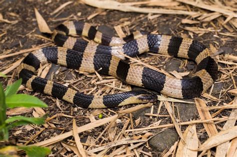 Premium Photo | Banded krait snake, bungarus fasciatus, highly venomous snake in the wild