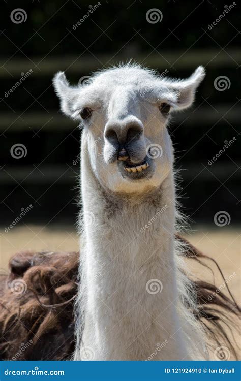 Animal Mudo Llama Loca Linda Que Tira De La Cara Imagen Divertida Del ...