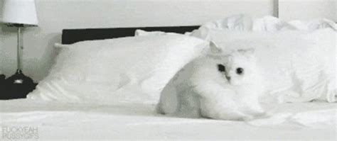 Excited Cat GIF - Excited Cat Cute - Discover & Share GIFs