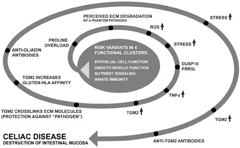 Proposed disease model. Illustrating a possible scenario for disease ...