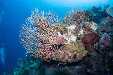 State of the Reef Address 2023: Urgent Need for Action to Protect Coral ...