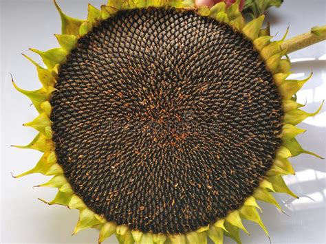 Mature Sunflower Head with Seeds Stock Image - Image of leaf, head: 100957359