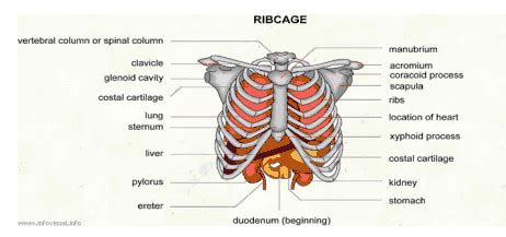 Left Abdominal Pain: Lower Left Abdominal Pain Below Rib Cage