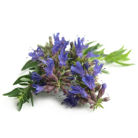 HYSSOP OIL | Cost OK - Online B2B Marketplace