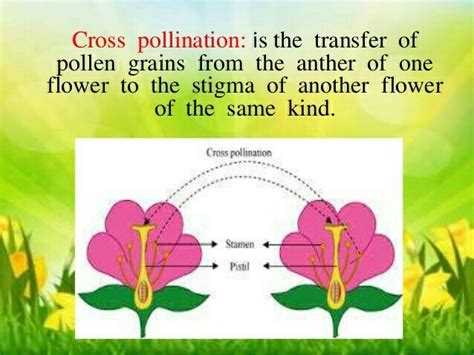 what is self pollination and Cross pollination - Brainly.in