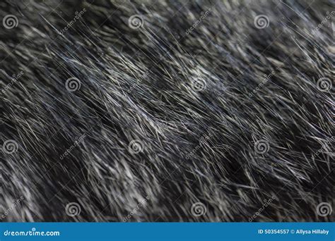 Black and White Cat Fur Texture Stock Image - Image of kitten, speckle: 50354557