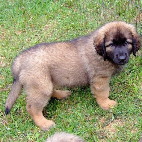 Pin by Barbara rathmanner on Leonberger | Leonberger puppy, Puppies, Leonberger dog