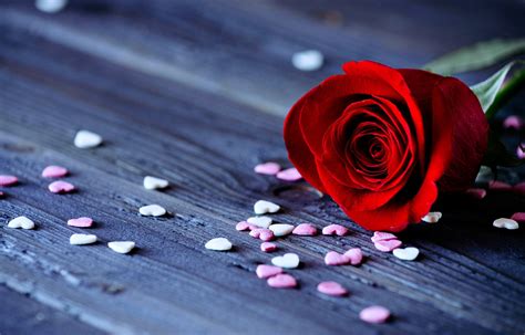 roses, Flowers, Love, Romance, Red, Hearts, Emotions, For, Girls, Lovers Wallpapers HD / Desktop ...