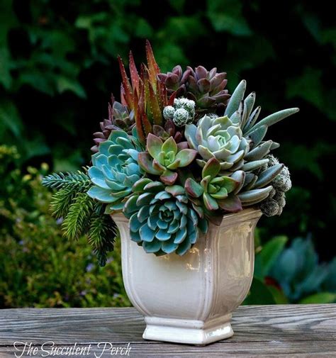 25 best Succulent Arrangements images on Pinterest | Floral ...