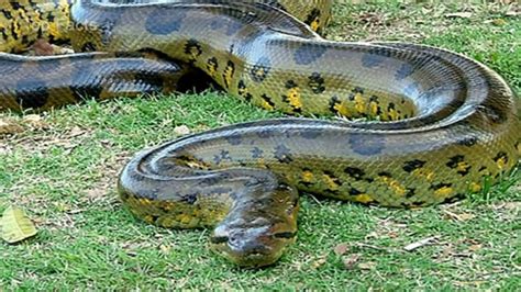 Largest Anaconda In The World