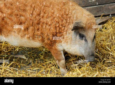 Mangalica, Mangalitsa, Mangalitza, Wooly Pig (Sus scrofa f. domestica ...