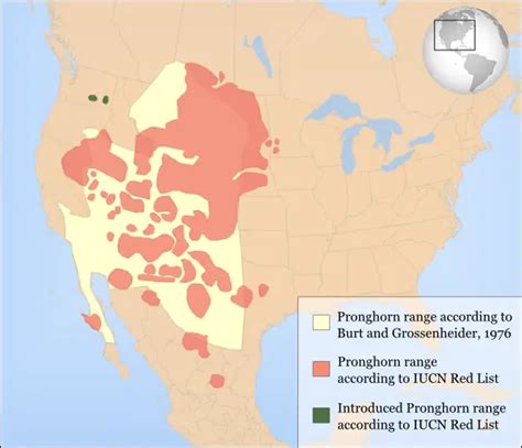 Pronghorn - Facts, Diet, Habitat & Pictures on Animalia.bio