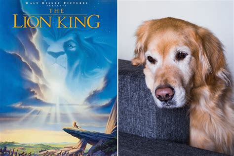 Tears at Golden Retriever's Reaction to Mufasa Dying in 'The Lion King ...