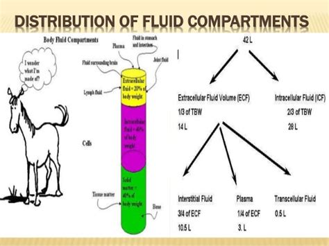 Body fluid