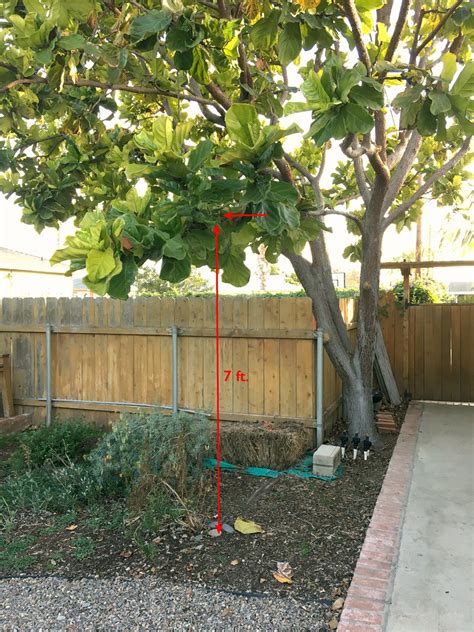 Costa's Hummingbird nest location | In Fiddle-leaf Fig tree | Flickr