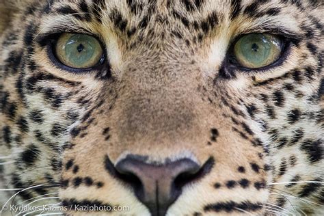 Eye to Eye | Animals eyes, African leopard, Eye animal