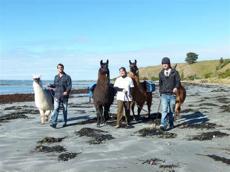 Half-day Llama Trek - Llama Trekking, Kaikoura, New Zealand NZ