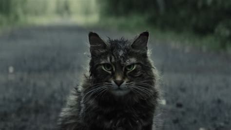 ‘Pet Sematary’ cat actor's red carpet look sparks internet frenzy