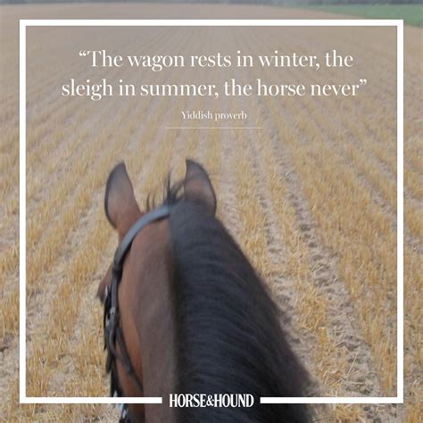 Good Horse Quotes And Sayings