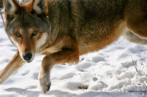 RETURN OF THE RED WOLF: RWSSP site of the month--Wolf Conservation Center!