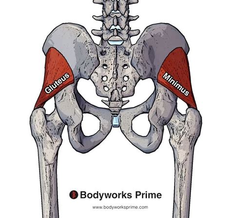 Gluteus Minimus Muscle Anatomy - Bodyworks Prime