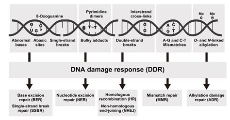 Types of DNA damage and the associated repair pathways. Examples of DNA ...