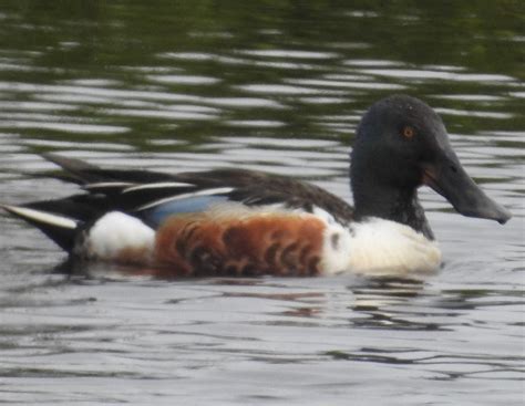 All You Need To Know About The Northern Shoveler: Behavior, Habitat ...