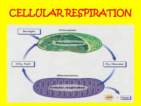 Cellular Respiration Process In Plants