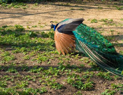 Beautiful Peacock in Its Habitat Stock Image - Image of tail, peacock ...