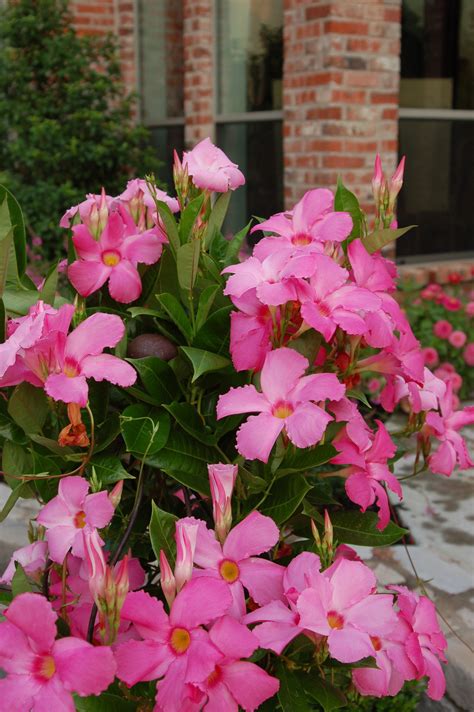 Hope to plant a Pink Mandevilla in my sister's yard this spring? :) | Beautiful flowers, Plants ...