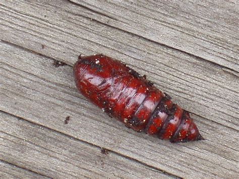 The Chrysalis Guide / Caterpillar Identification Guide: 40 Species With ...